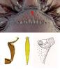 Acritus analis